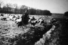 Viermündener Schafe auf der Winterweide. (© Stadt Frankenberg Eder)
