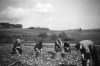 Bei der Kartoffelernte. (© Stadt Frankenberg Eder)
